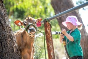 Berwick Show a success