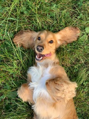 ‘Hot spots’ cases rising in dogs