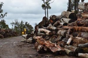 It ‘wood’ be good
