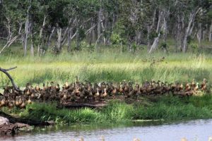 Duck hunting divides local politicians
