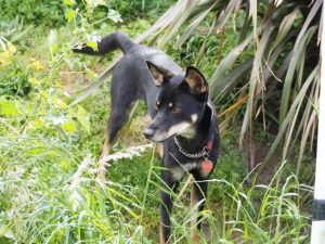 Keeping strays safe