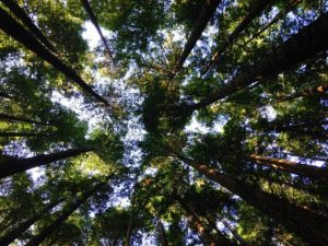 Grants for land care