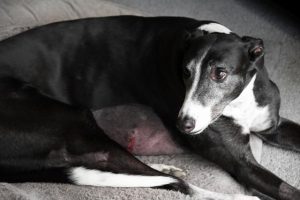 Community backs Buster