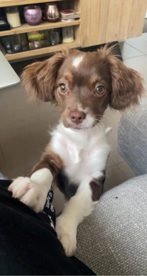 ‘Not the dogs’ fault’: Onus on owners for dog attacks