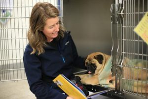 More care for shelter animals