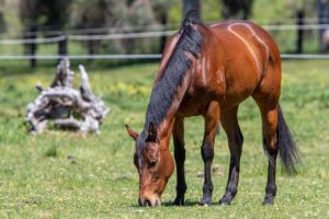 Horse deaths probe underway