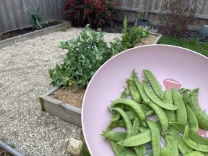 Grow your own snow peas