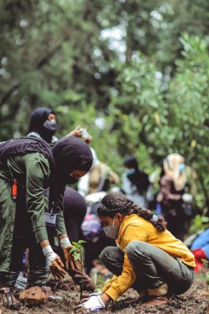 Help plant 12,000 trees in Casey