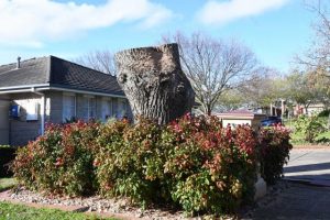 Plan to boost tree stocks