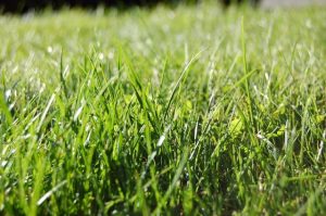 New open space maintenance contractors appointed