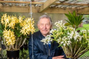 Orchids to enliven Spring show