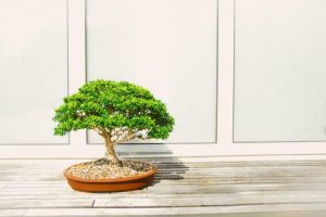 Bonsai burglars at large