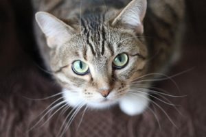 Higher responsibility for cat owners