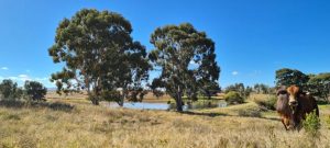 Study highlights renewable farm dams