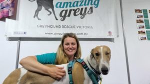 Hounds in need of a home