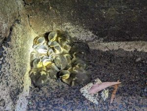 A daring rescue for lucky lost ducklings