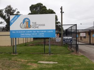 Casey pet euthanasia rate