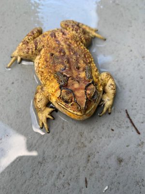Poisonous toad located in South East