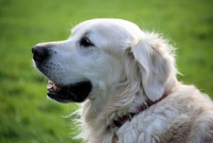 Pet surrendered for rental requirement
