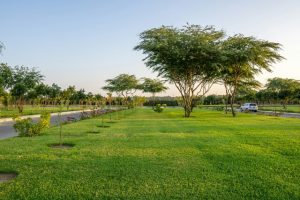 Local greenery and low crime rates may reduce dementia risk factors: Study