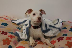 Call for blankets
