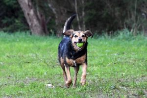 Endeavour Hills’ first dog park wins funding