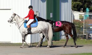 King’s Birthday re-run for Cup