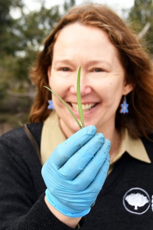 Scientists saving the critically endangered Frankston Spider-orchid