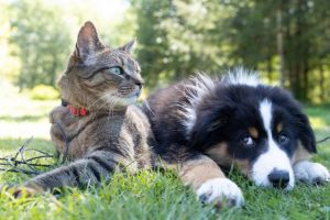 Reduced prices for pet registration