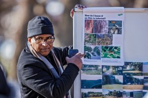 Conserving elms in winter
