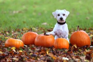 Put your pets first this Halloween