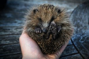 Learn from the hedgehog