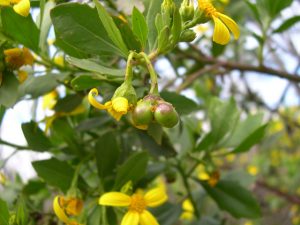 Invasive weeds flooding local park