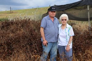 Tip leachate leak devastates farmland