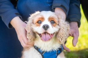 New dog park in Berwick