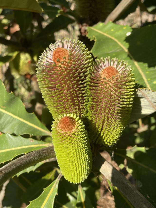Banksia Festival at your local garden