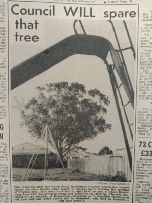Saving a ‘beautiful tree’