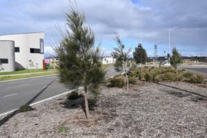 Trees a must for growing areas