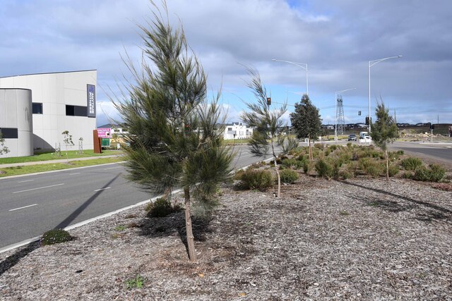 Trees a must for growing areas