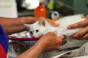Cranbourne West vets part of $1.4 million state grant awardees