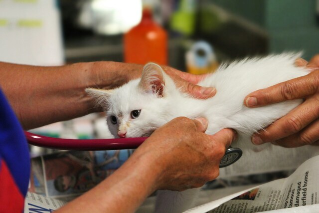 Cranbourne West vets part of $1.4 million state grant awardees