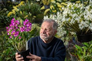 Berwick’s orchid show on the horizon
