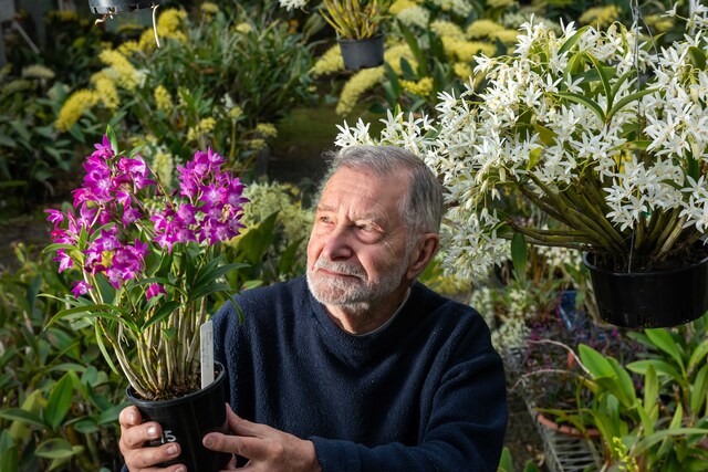 Berwick’s orchid show on the horizon