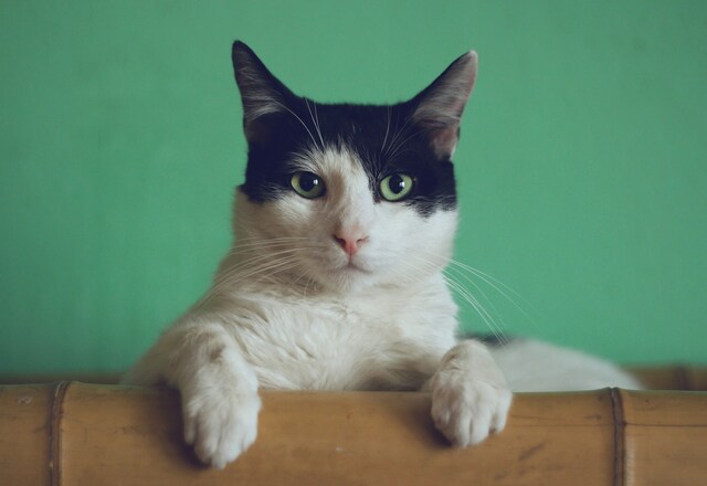Cat curfew in the spotlight for Casey