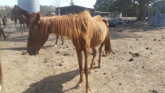 Casey tops animal cruelty reports