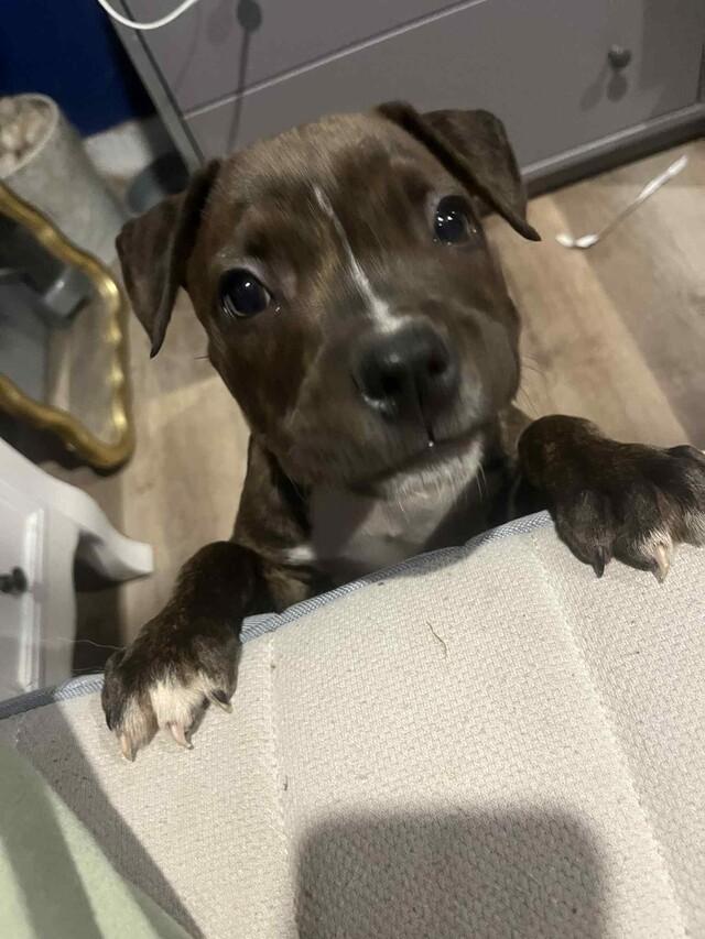 Push to spare puppy Milly