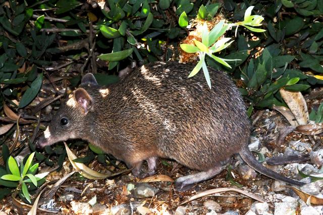 Bandicoot corridor rezoned after State’s legal advice