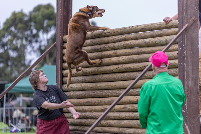 Berwick Show shines again